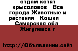 отдам котят крысоловов - Все города Животные и растения » Кошки   . Самарская обл.,Жигулевск г.